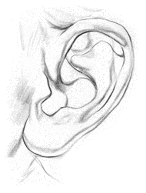 kreslenie-ludského-ucha-Obrazok6  Kreslenie ucha Kreslenie ludskeho ucha Obrazok6