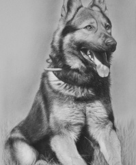 Portrét psa na plátne A2